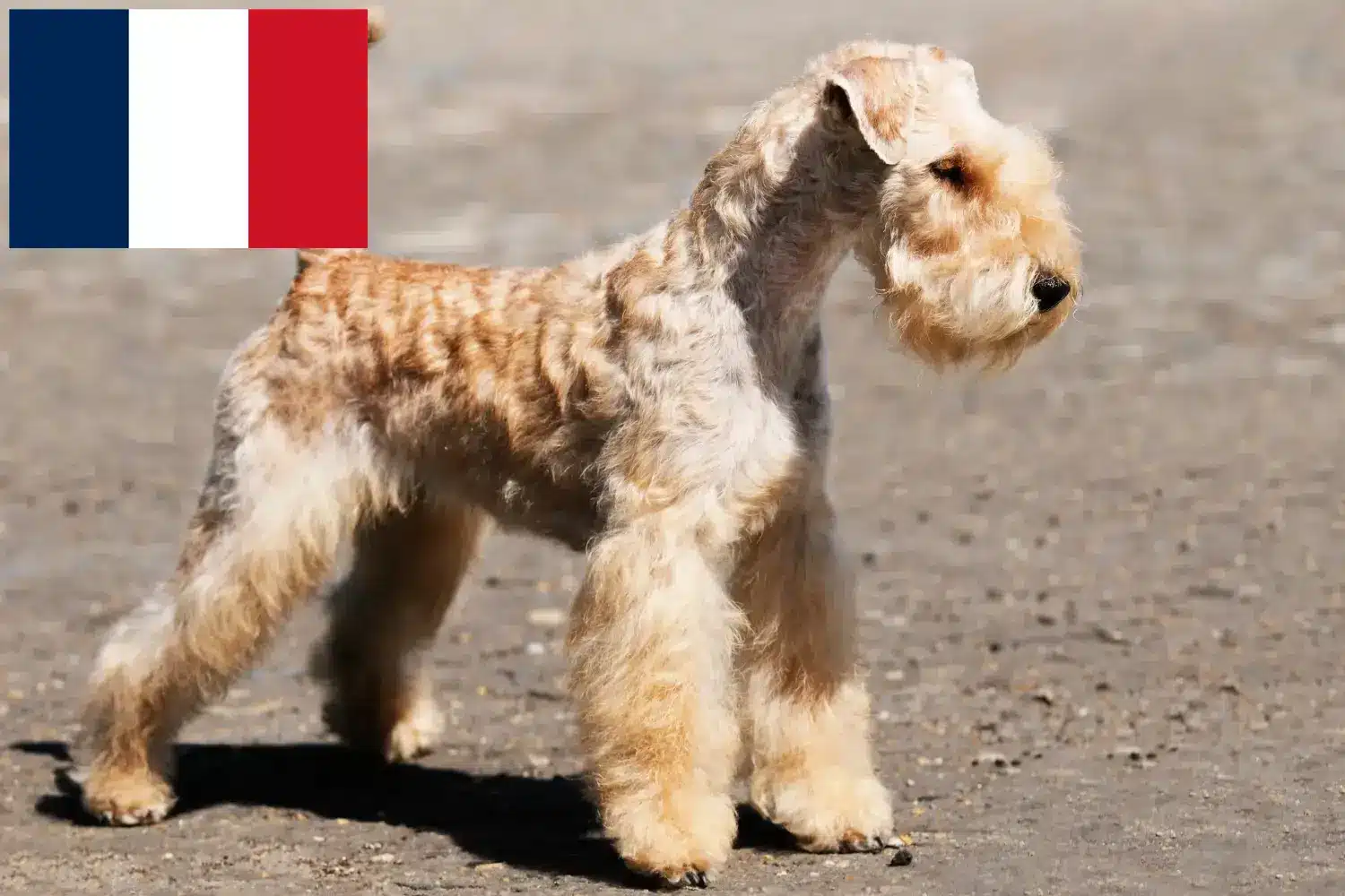 Read more about the article Lakeland Terrier opdrættere og hvalpe i Frankrig