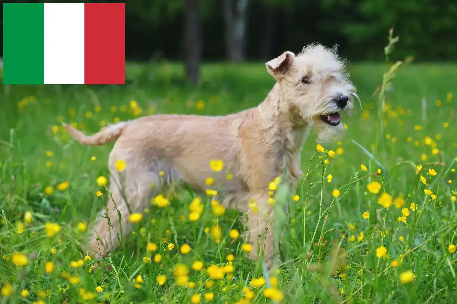 Read more about the article Lakeland Terrier opdrættere og hvalpe i Italien