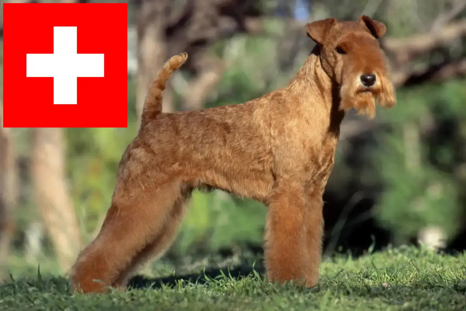 Read more about the article Lakeland Terrier opdrættere og hvalpe i Schweiz