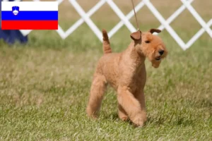 Read more about the article Lakeland Terrier-opdrættere og hvalpe i Slovenien