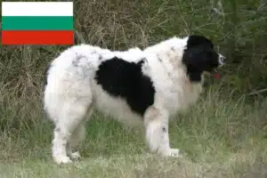 Read more about the article Landseer-opdrættere og hvalpe i Bulgarien