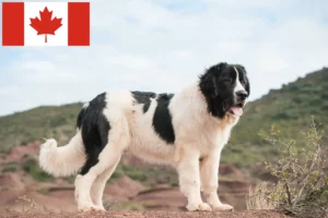 Read more about the article Landseer-opdrættere og hvalpe i Canada