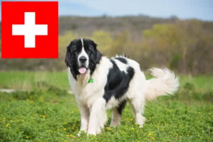 Read more about the article Landseer-opdrættere og hvalpe i Schweiz