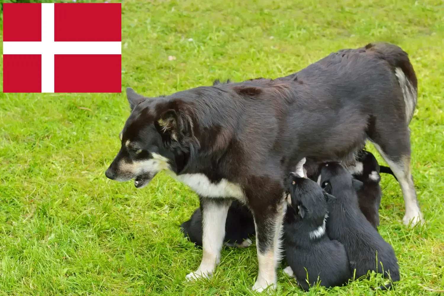 Read more about the article Lappisk rensdyrhundeopdrætter og hvalpe i Danmark