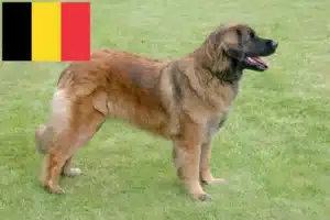 Read more about the article Leonberger-opdrættere og hvalpe i Belgien