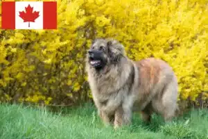 Read more about the article Leonberger-opdrættere og hvalpe i Canada