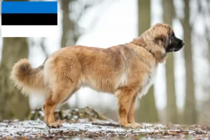 Read more about the article Leonberger-opdrættere og hvalpe i Estland