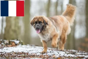 Read more about the article Leonberger-opdrættere og hvalpe i Frankrig