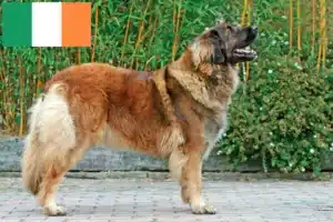 Read more about the article Leonberger-opdrættere og hvalpe i Irland