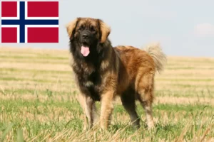 Read more about the article Leonberger-opdrættere og hvalpe i Norge