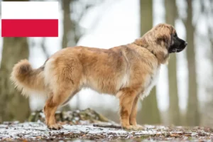 Read more about the article Leonberger-opdrættere og hvalpe i Polen