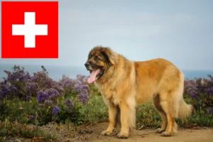 Read more about the article Leonberger-opdrættere og hvalpe i Schweiz