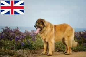 Read more about the article Leonberger-opdrættere og hvalpe i Storbritannien