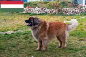 Read more about the article Leonberger-opdrættere og hvalpe i Ungarn