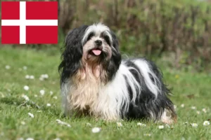 Read more about the article Lhasa Apso opdrættere og hvalpe i Danmark