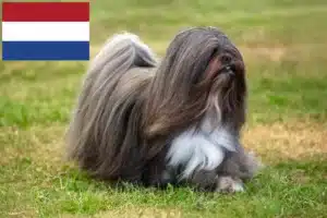 Read more about the article Lhasa Apso-opdrættere og hvalpe i Holland