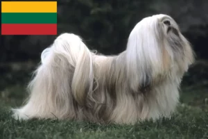 Read more about the article Lhasa Apso-opdrættere og hvalpe i Litauen