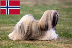 Read more about the article Lhasa Apso-opdrættere og hvalpe i Norge