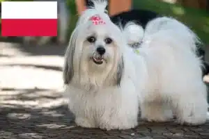 Read more about the article Lhasa Apso-opdrættere og hvalpe i Polen