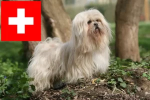 Read more about the article Lhasa Apso-opdrættere og hvalpe i Schweiz