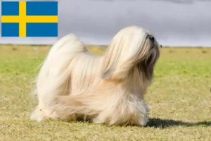 Read more about the article Lhasa Apso-opdrættere og hvalpe i Sverige