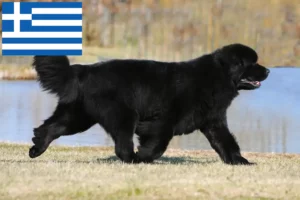 Read more about the article Newfoundland-opdrættere og hvalpe i Grækenland