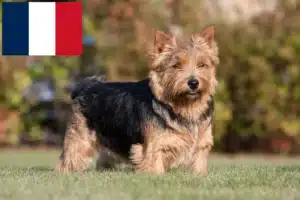 Read more about the article Norwich Terrier opdrættere og hvalpe i Frankrig