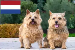 Read more about the article Norwich Terrier opdrættere og hvalpe i Holland