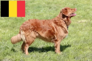 Read more about the article Nova Scotia Duck Tolling Retriever opdrættere og hvalpe i Belgien