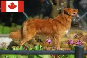 Read more about the article Nova Scotia Duck Tolling Retriever Opdrættere og hvalpe i Canada