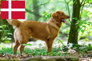 Read more about the article Nova Scotia Duck Tolling Retriever opdrættere og hvalpe i Danmark