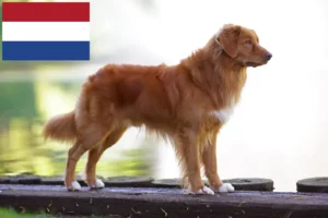 Read more about the article Nova Scotia Duck Tolling Retriever opdrættere og hvalpe i Holland