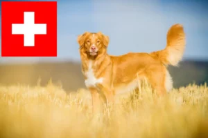 Read more about the article Nova Scotia Duck Tolling Retriever opdrættere og hvalpe i Schweiz