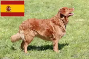 Read more about the article Nova Scotia Duck Tolling Retriever opdrættere og hvalpe i Spanien