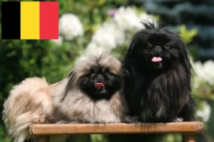 Read more about the article Pekingese-opdrættere og hvalpe i Belgien