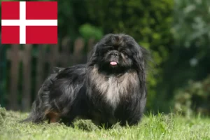 Read more about the article Pekingese-opdrættere og hvalpe i Danmark