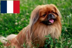 Read more about the article Pekingese-opdrættere og hvalpe i Frankrig