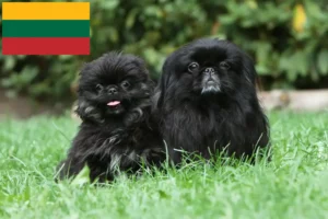 Read more about the article Pekingese-opdrættere og hvalpe i Litauen