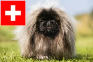 Read more about the article Pekingese-opdrættere og hvalpe i Schweiz