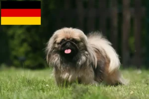 Read more about the article Pekingese-opdrættere og hvalpe i Tyskland