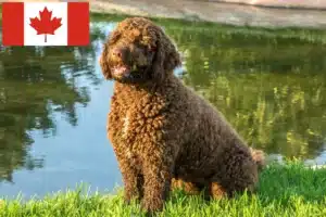 Read more about the article Perro de Agua Español opdrættere og hvalpe i Canada