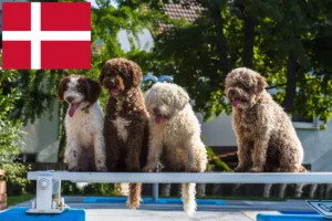 Read more about the article Perro de Agua Español opdrættere og hvalpe i Danmark