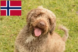 Read more about the article Perro de Agua Español opdrættere og hvalpe i Norge