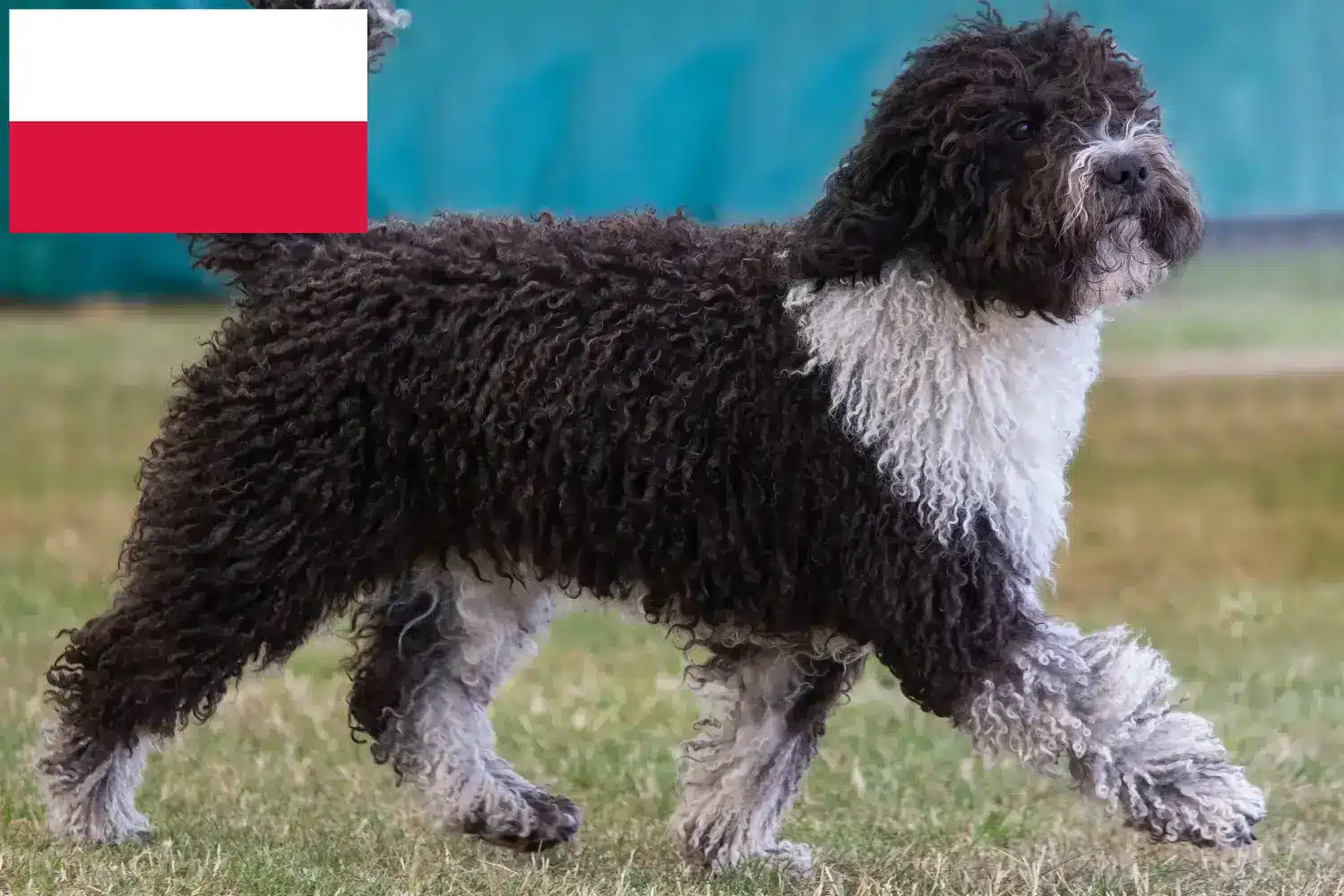 Read more about the article Perro de Agua Español opdrættere og hvalpe i Polen