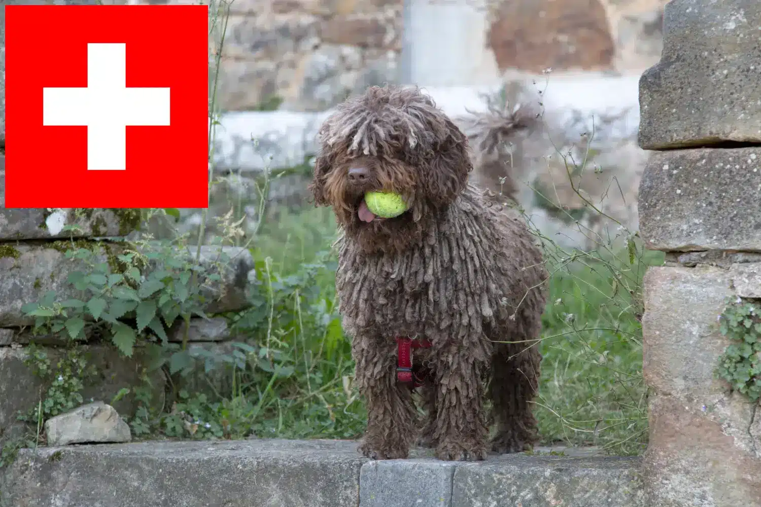 Read more about the article Perro de Agua Español opdrættere og hvalpe i Schweiz