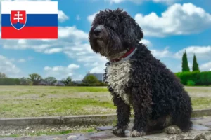 Read more about the article Perro de Agua Español opdrættere og hvalpe i Slovakiet