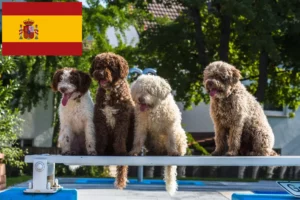 Read more about the article Perro de Agua Español opdrættere og hvalpe i Spanien