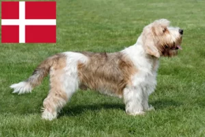 Read more about the article Petit Basset Griffon Vendéen opdrættere og hvalpe i Danmark