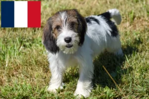 Read more about the article Petit Basset Griffon Vendéen opdrættere og hvalpe i Frankrig