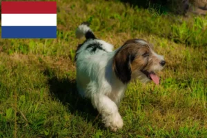 Read more about the article Petit Basset Griffon Vendéen opdrættere og hvalpe i Holland